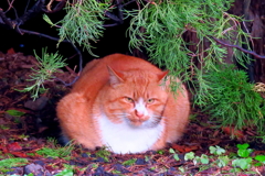 公園の野良ニャン