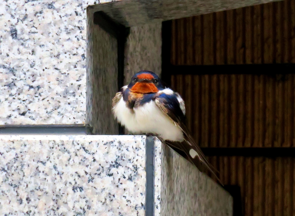 燕