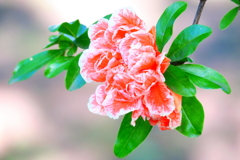 柘榴（ザクロ）の花