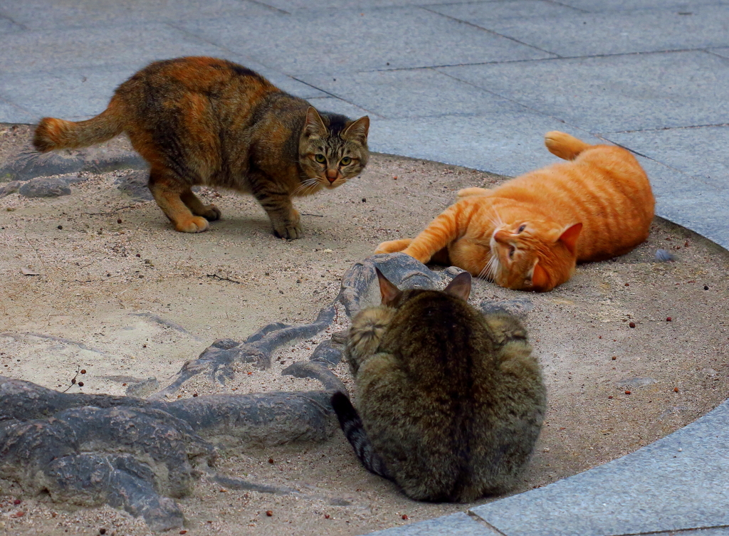 今日2月22日は「猫の日」