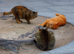 今日2月22日は「猫の日」