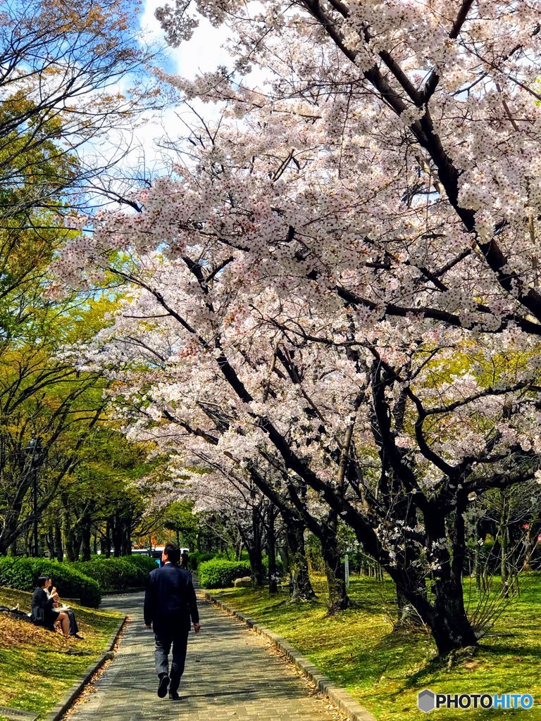 並木桜