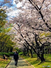 並木桜