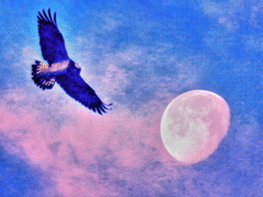 明けの月とミサゴ（絵画調）