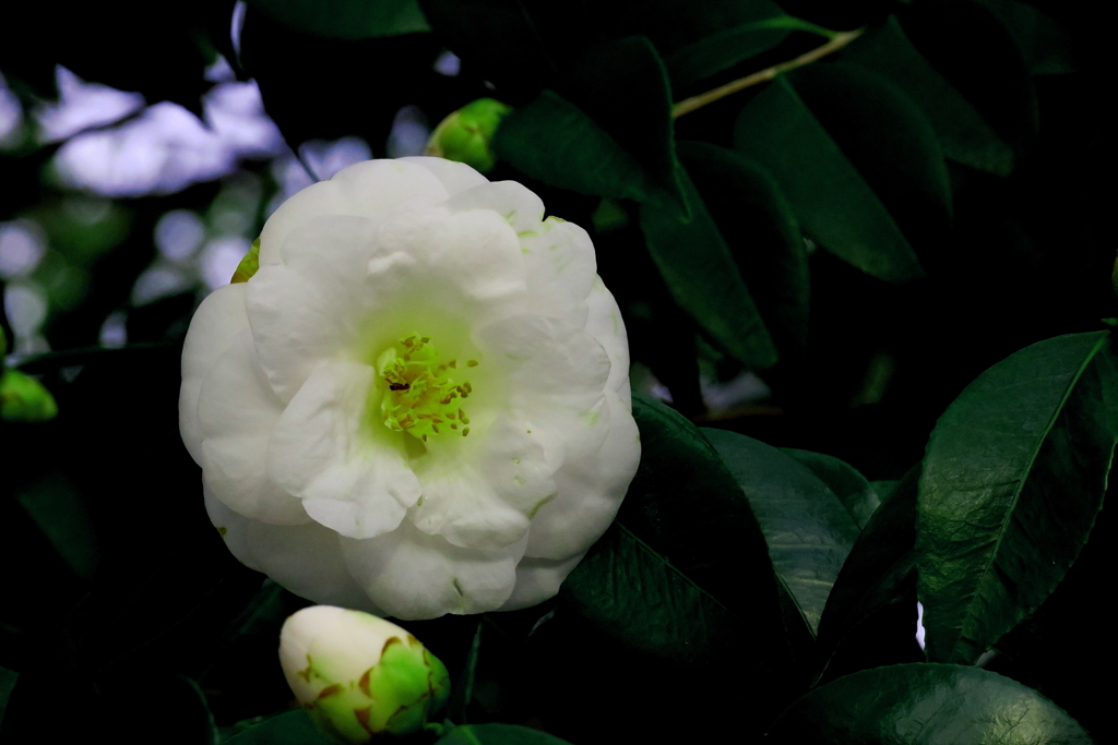 ~White camellia(白椿)~
