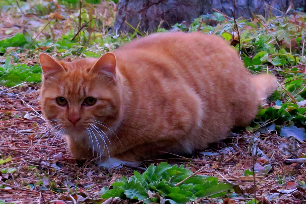 今日2月22日は「猫の日」