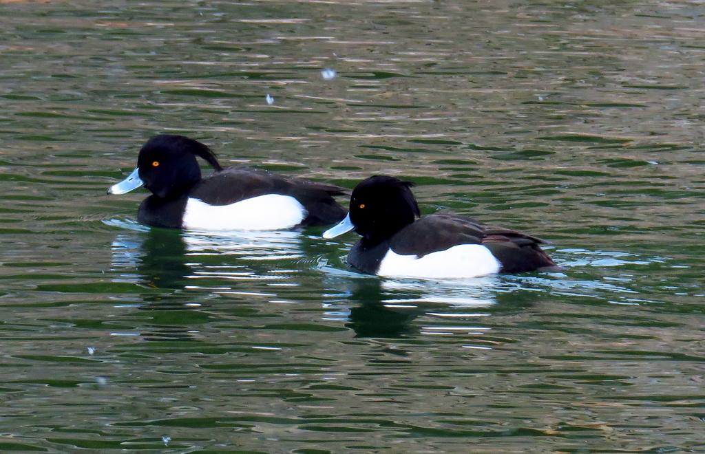 キンクロハジロ