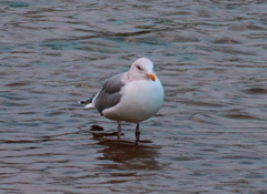 背黒鷗（セグロカモメ）