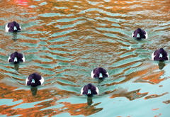 ビロードキンクロ