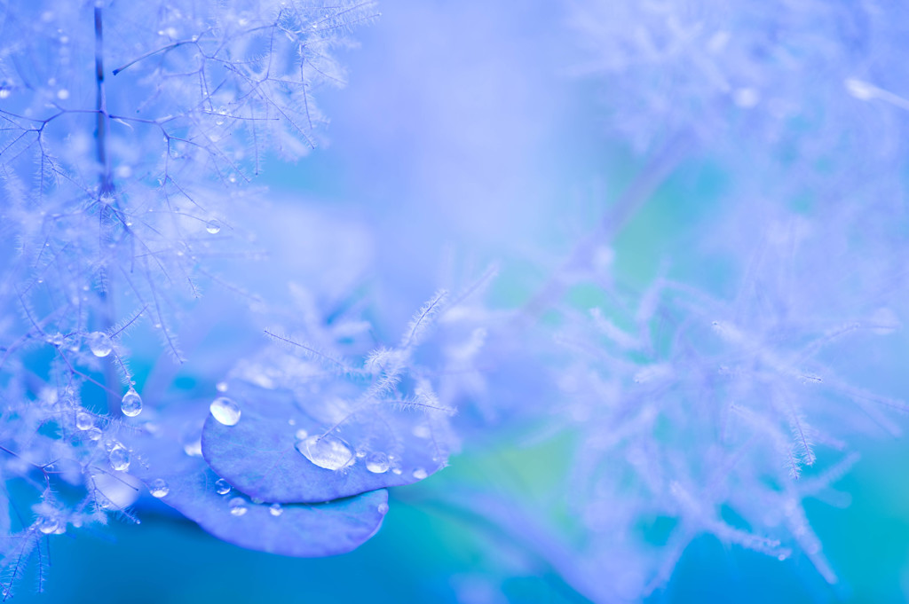 樹氷の雪融け