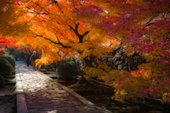 京都紅葉三昧　酬恩庵一休寺参道　紅葉のトンネル