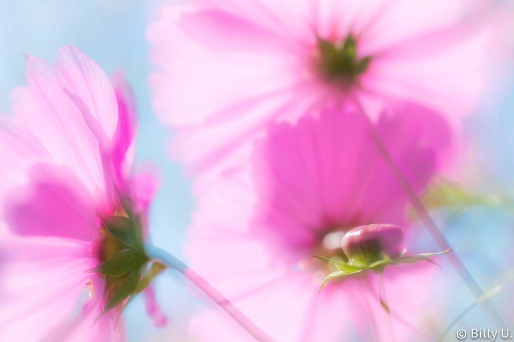Cosmos in 2015 - Shining -