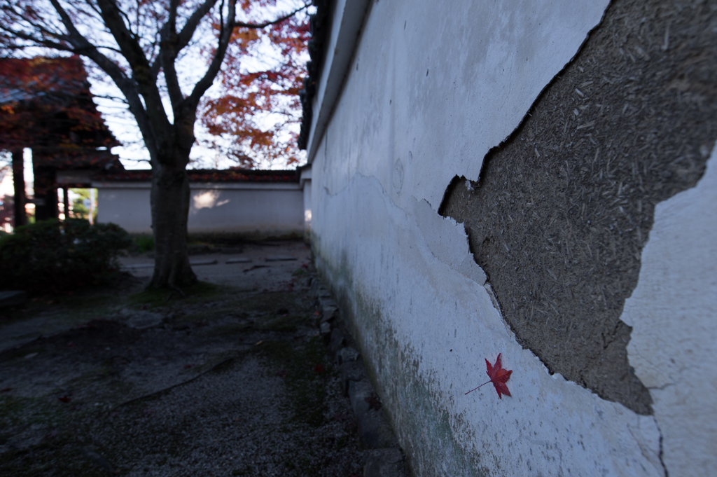 京都紅葉三昧　酬恩庵一休寺参道沿　最後の一葉