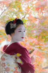 紅葉の萬福寺　其の弐　〜秋彩満ちて〜