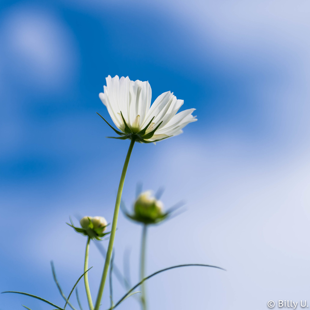 Cosmos in 2015 - Reaching -