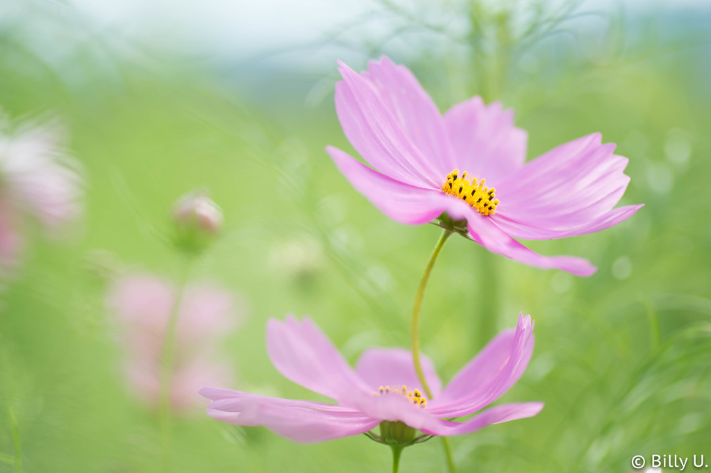 Cosmos in 2015 - Swaying -