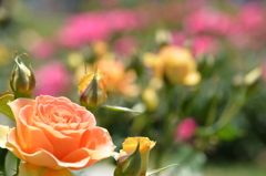 Sunday at Nakanoshima Rose Garden