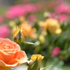 Sunday at Nakanoshima Rose Garden
