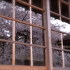 高野山　清浄心院の桜　その二
