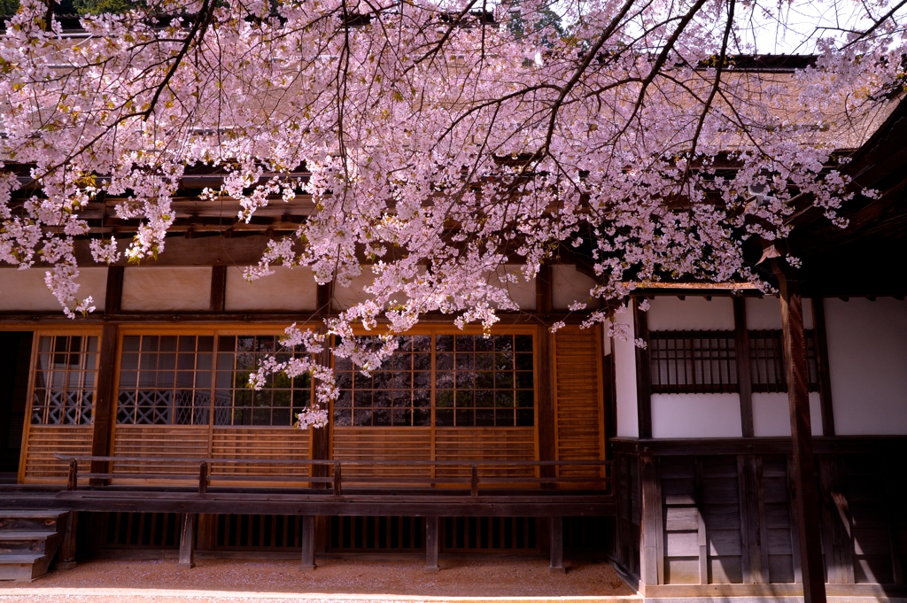 高野山　清浄心院の桜　その一