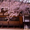 高野山　清浄心院の桜　その一