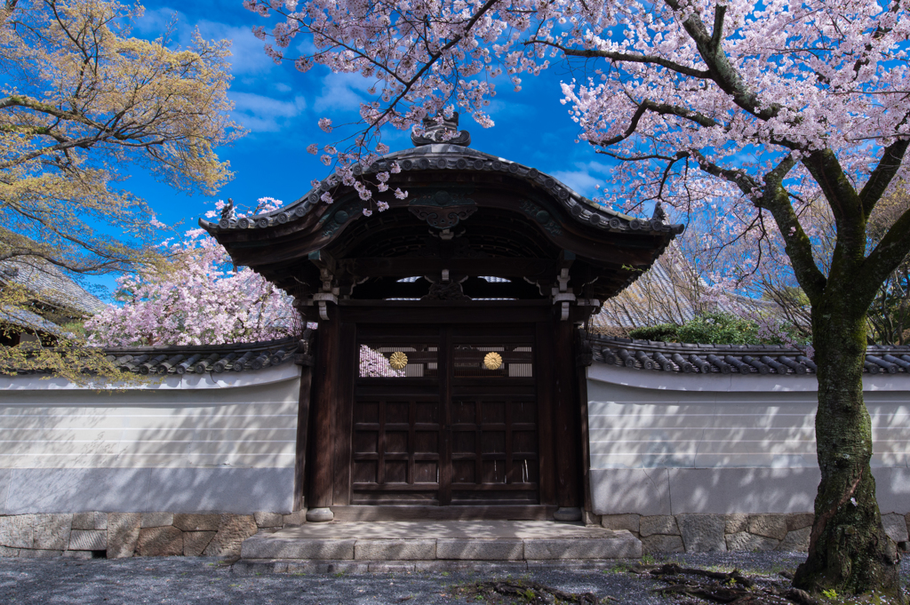 桜花と菊花