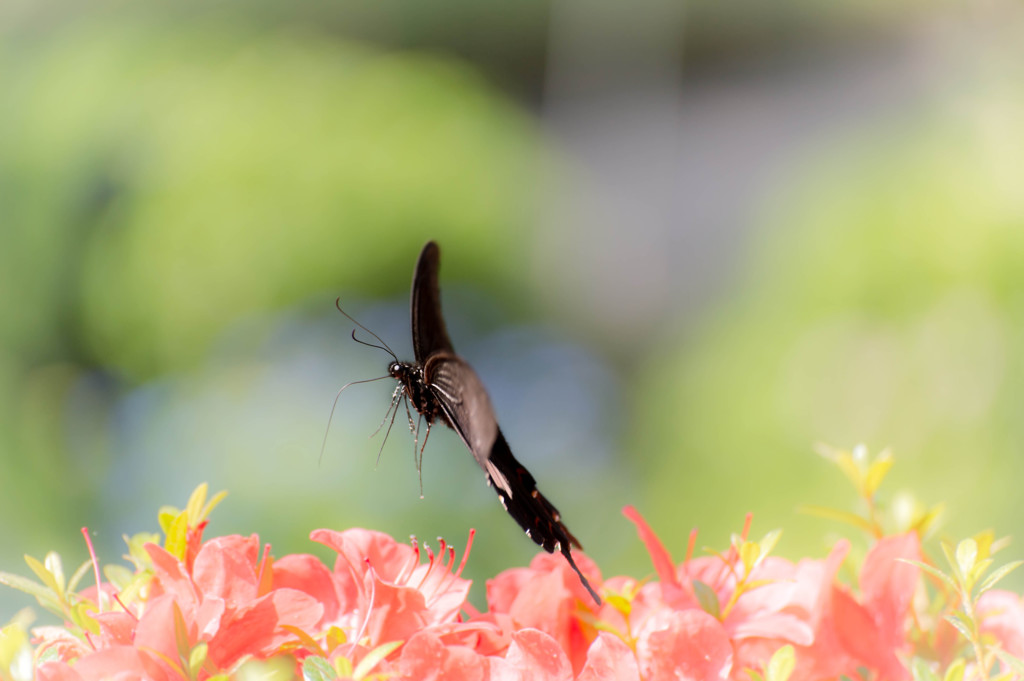 秘蜜の花園