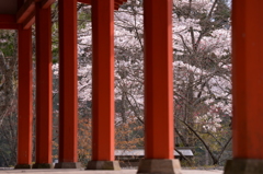 高野山奥之院　英霊殿より桜を望む