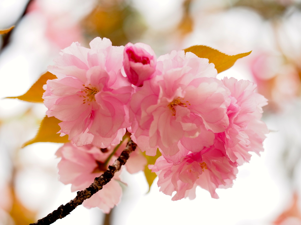 八重桜