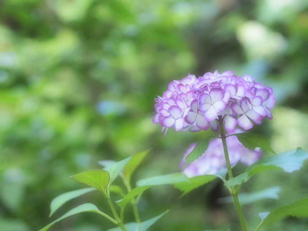 紫陽花