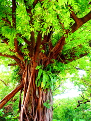 首里城の樹