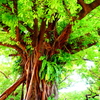 首里城の樹
