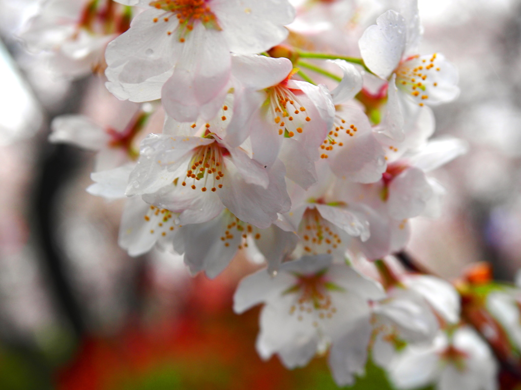 雨と桜