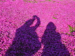 カメラ男女と芝桜