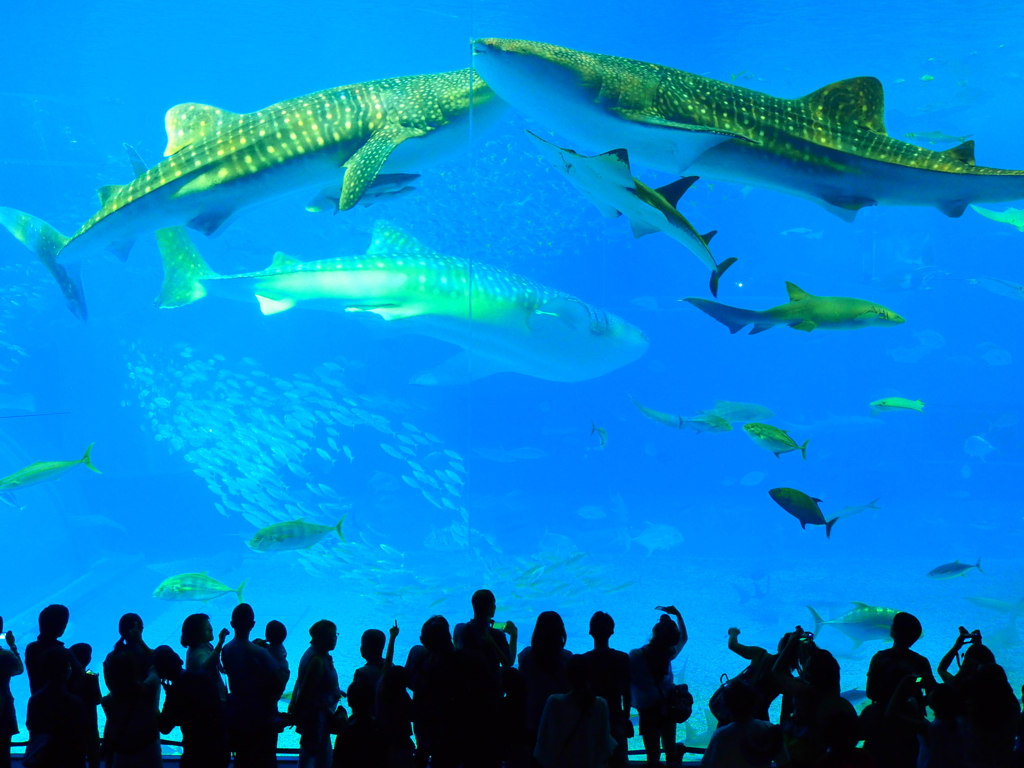 美ら海水族館