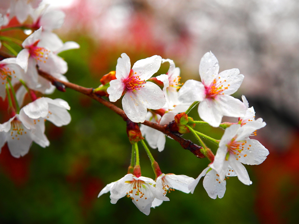 雨と桜