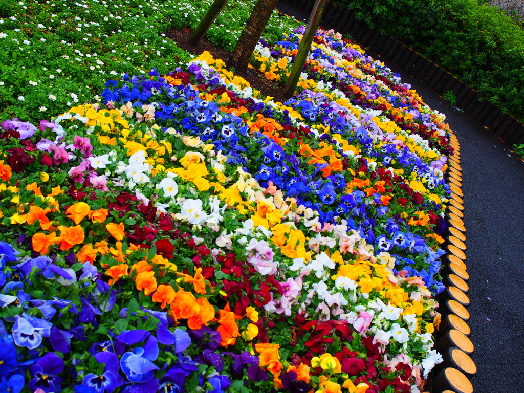 雨の日の花壇