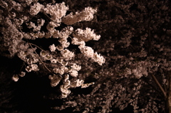 夜桜