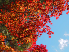 紅と空
