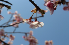 生きる