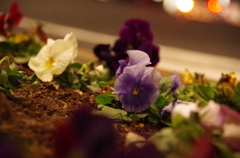 夜に咲く花