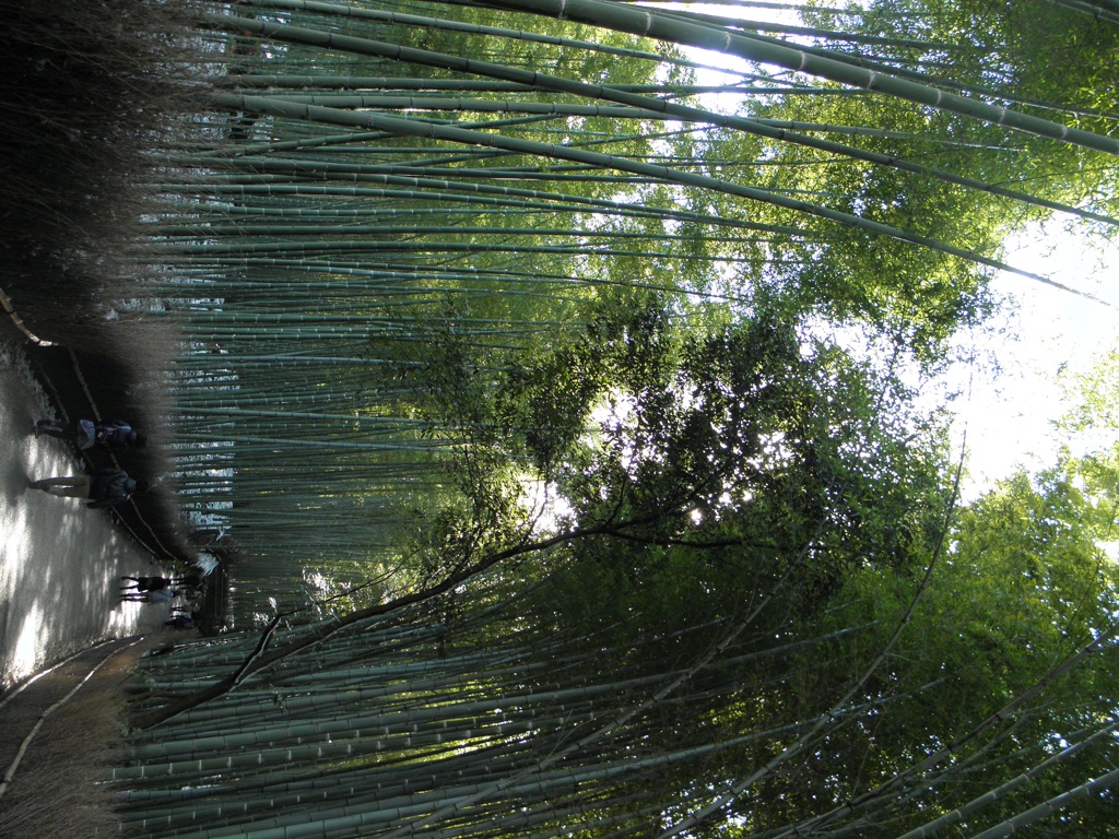 京都 ~竹林~