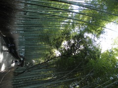 京都 ~竹林~