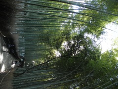 京都 ~竹林~