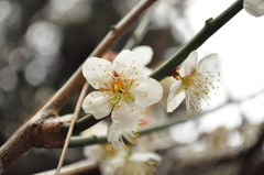 白桜