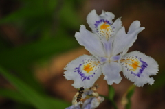 シャガの蜜に誘われて。