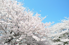 桜と青空