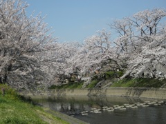 岩倉市 ~五条川~