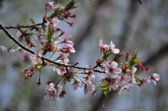 葉桜