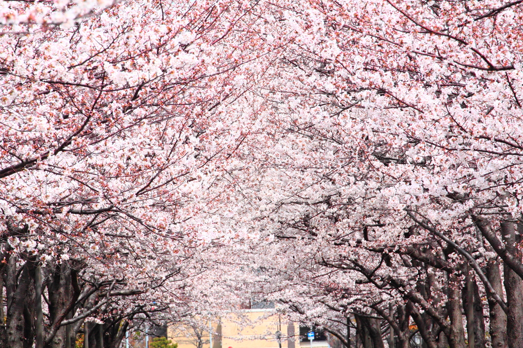 桜重ね